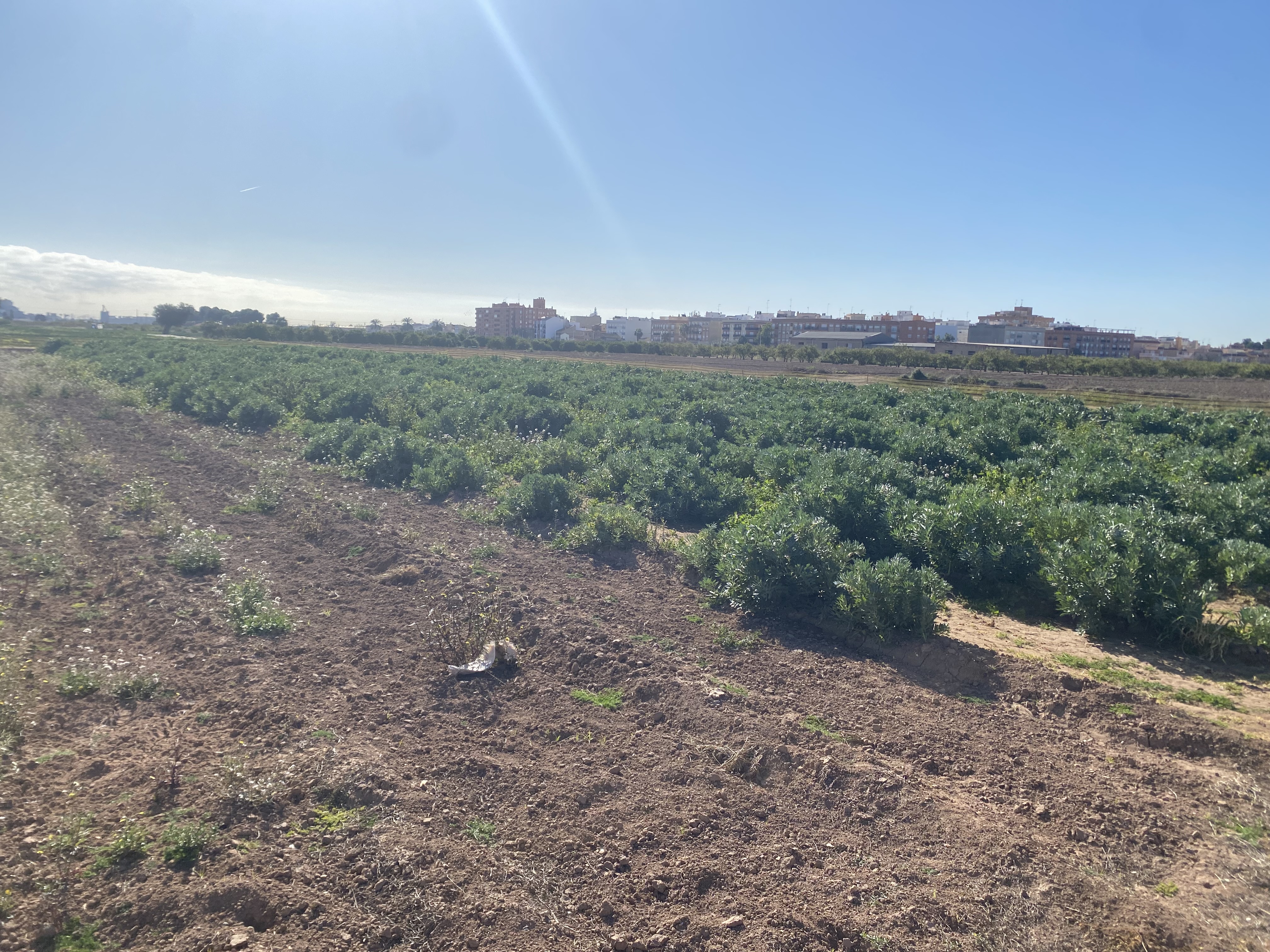 Lote de 3 Fincas Rusticas en Albuixech (Vcia.) y Massalfasar (Vcia.)